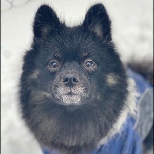 Meet your Posher, Antiga